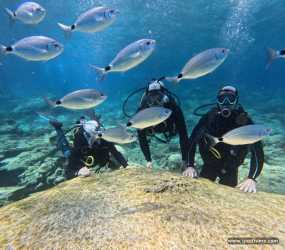 Wycieczka: Pierwsze nurkowanie na Cyprze po polsku