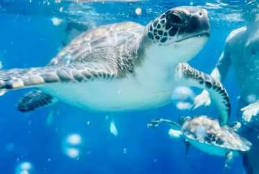 Optional trip, Wycieczka Miasto duchów, Famagusta, Salamina z rejsem na Blue Lagoon i zatokę żółwi z Larnaki