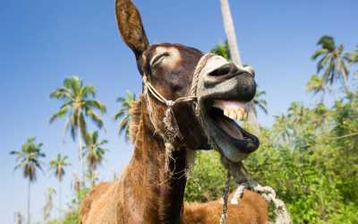 One day trip, Ja, tato i mama z Pafos do farmy osiołków