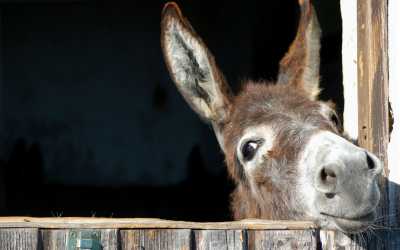 One day trip, Ja, tato i mama z Pafos do farmy osiołków