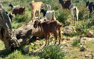 Optional trip, Maraton Jeep Safari Pisouri z Pafos