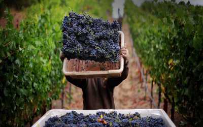 Optional trip, Wycieczka Szlakiem Cypryjskich Winnic - Kalamos Winiarnia