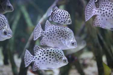 !tr_error=en->wycieczka_fakultatywna_zagraniczna!, Wycieczka do Oceanarium w Stralsundzie