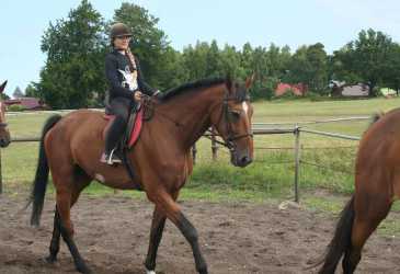 Youth camp, Niezapomniana Nadmorska Przygoda - OBÓZ KONNY (11-18 lat). Profesjonalne szkolenie dla początkujących, średnio zaawansowanych, zaawansowanych, obóz sportowo-szkoleniowy