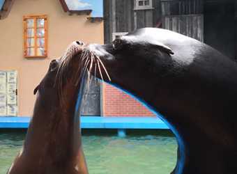 Optional trip, Sea Park Sarbsk