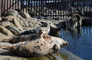 Optional trip, Wycieczka autokarowa na Półwysep Helski