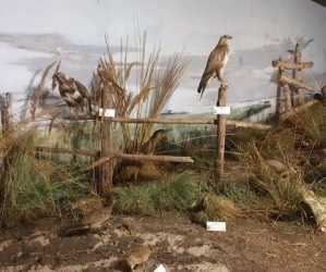 Youth camp, BAŁTYCKA PRZYGODA - Lasertag, Archertag wycieczka Krajobrazy Wyspy Wolin, Militarna Przygoda a dla chętnych wycieczka do Berlina. Kolonie 7-13 lat, Obóz 14-18 lat