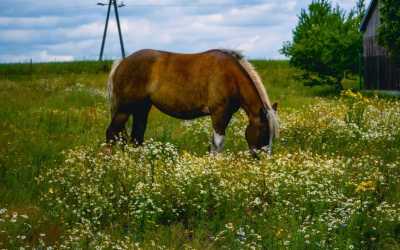 Youth camp, Wiele - Obóz konny Junior OKW Beaver, 10 dni 10-14 lat