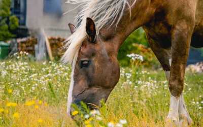 Youth camp, Wiele - Obóz konny OKW Beaver, 10 dni 13-17 lat