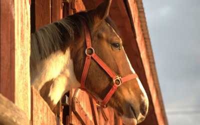 Youth camp, Kolonia konna My Little Pony Runowo, 10 dni 6-10 lat