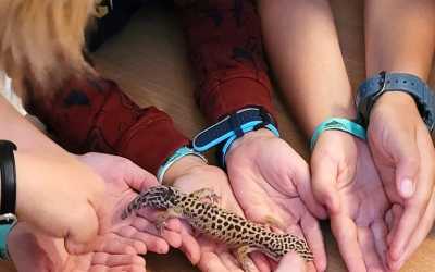 Youth camp, Julinek - kolonia Młody Przyrodnik B&B Julinek Park, 7 dni 7-11 lat