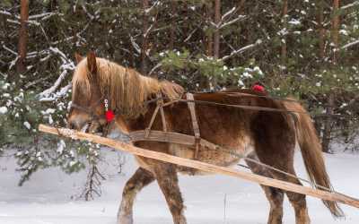 Optional trip, Kulig