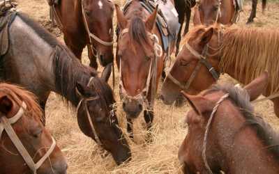 Youth camp, Dąbki - obóz konny nad morzem OW Duet , 10 dni 10-16 lat
